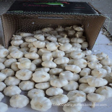 2016 Supply Fresh Pure White Garlic From China